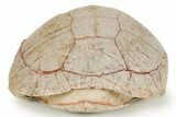 Inflated Fossil Tortoise (Stylemys) w/ Limb Bones - South Dakota #373009-4
